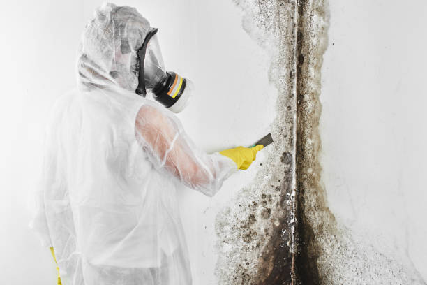 Best Post-Flood Mold Remediation in Emigration Canyon, UT