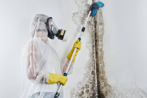 Professional Mold Remediation in Emigration Canyon, UT