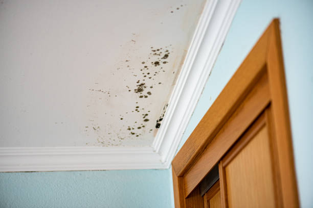 Best Insurance-Related Mold Remediation in Emigration Canyon, UT